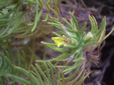 Petites fleurs jaunes ponctuées de brun. Elles sont duveteuses, visqueuses, étroites et partagées en 3 lobes allongés. On notera qu'elles sentent le pin quand on les écrase. Agrandir dans une nouvelle fenêtre (ou onglet)